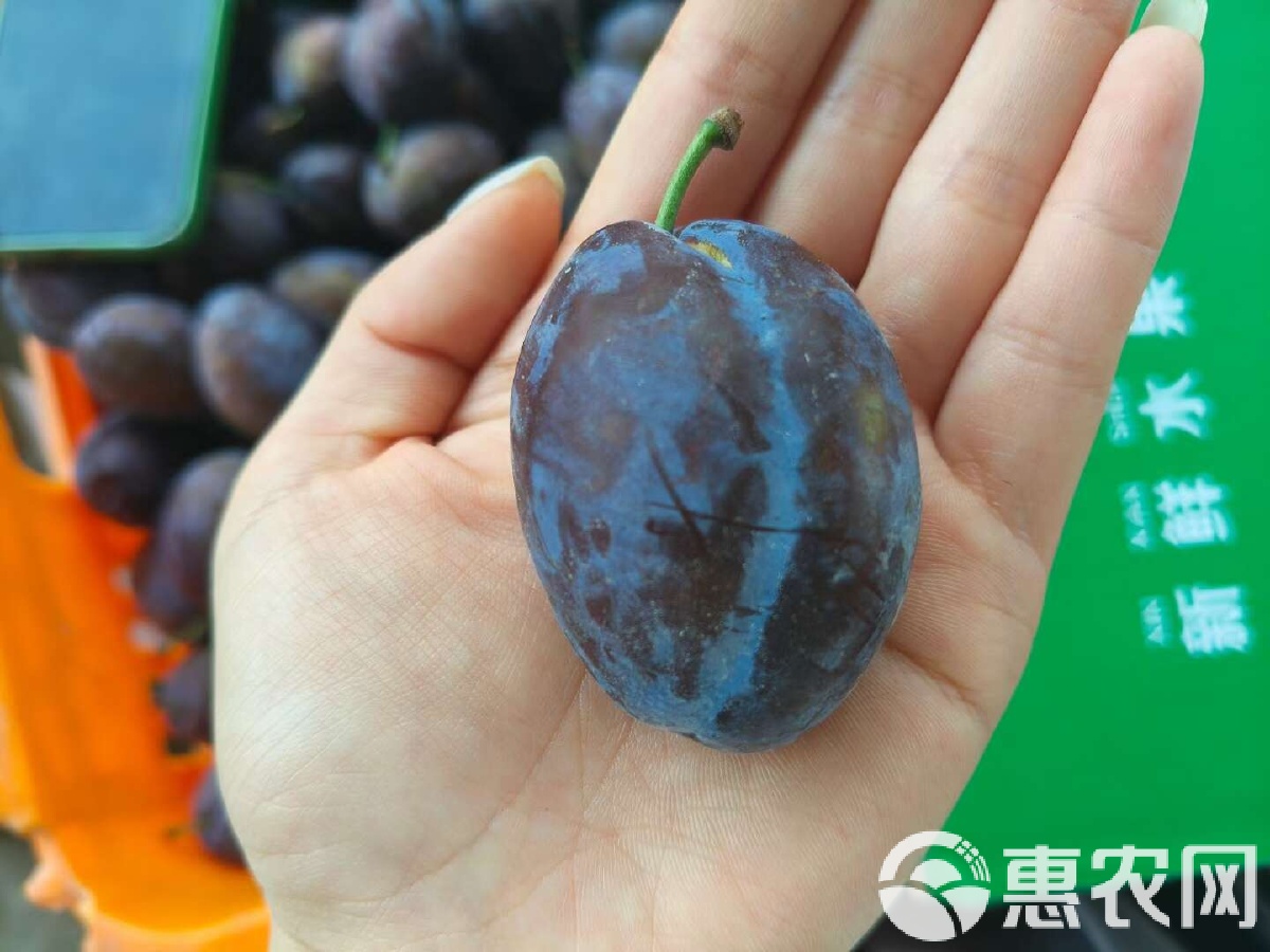西梅的最新视频,西梅的最新视频，探索时尚潮流与生活美学的交融，西梅最新视频，时尚潮流与生活美学的完美交融探索