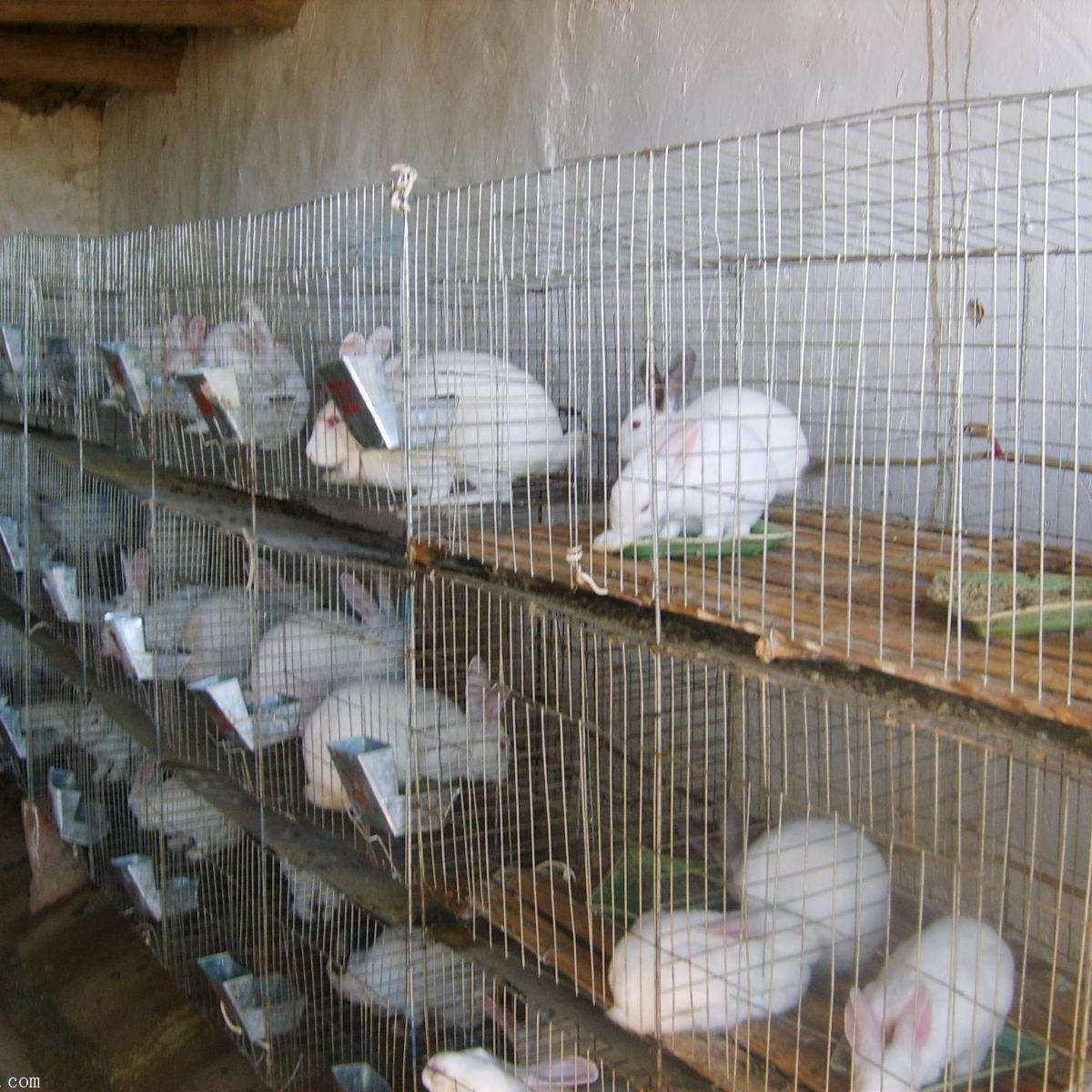 博民生物科技 第152页