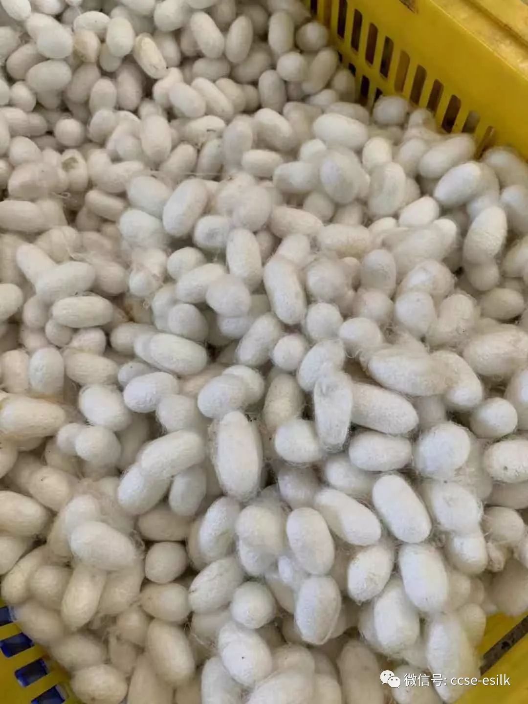 最新茧丝价格,最新茧丝价格动态及其对产业的影响，最新茧丝价格动态，影响产业的经济走势分析