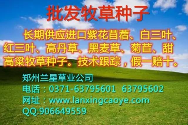 六国二铵最新价格,六国二铵最新价格动态及市场趋势分析，六国二铵最新价格动态与市场趋势深度解析