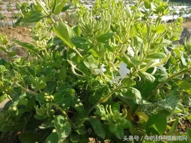 博民生物科技 第7页